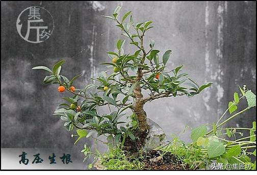 大树型金豆盆景怎么造型,金豆无根老桩栽培技巧