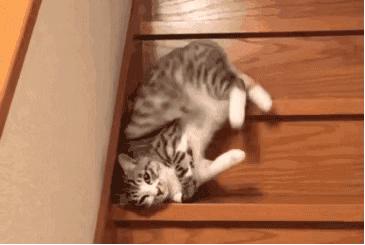 猫的姿态美,猫的姿态怎么描写