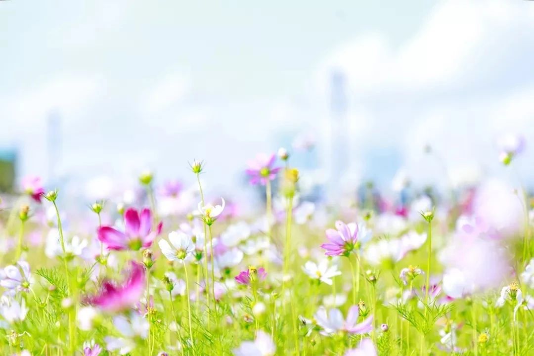 深圳11号线哪一站下车可以看海,坐深圳11号线去看海的地方