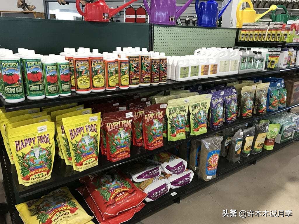 月季忘记埋冬肥了,月季清园几次