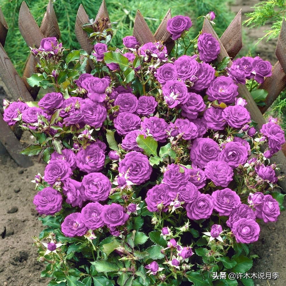 大花浓香四季开花的月季有哪些,黑紫色的月季花有哪些
