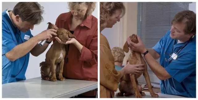 宠物打疫苗过敏用什么药脱敏,宠物打疫苗有什么不良反应