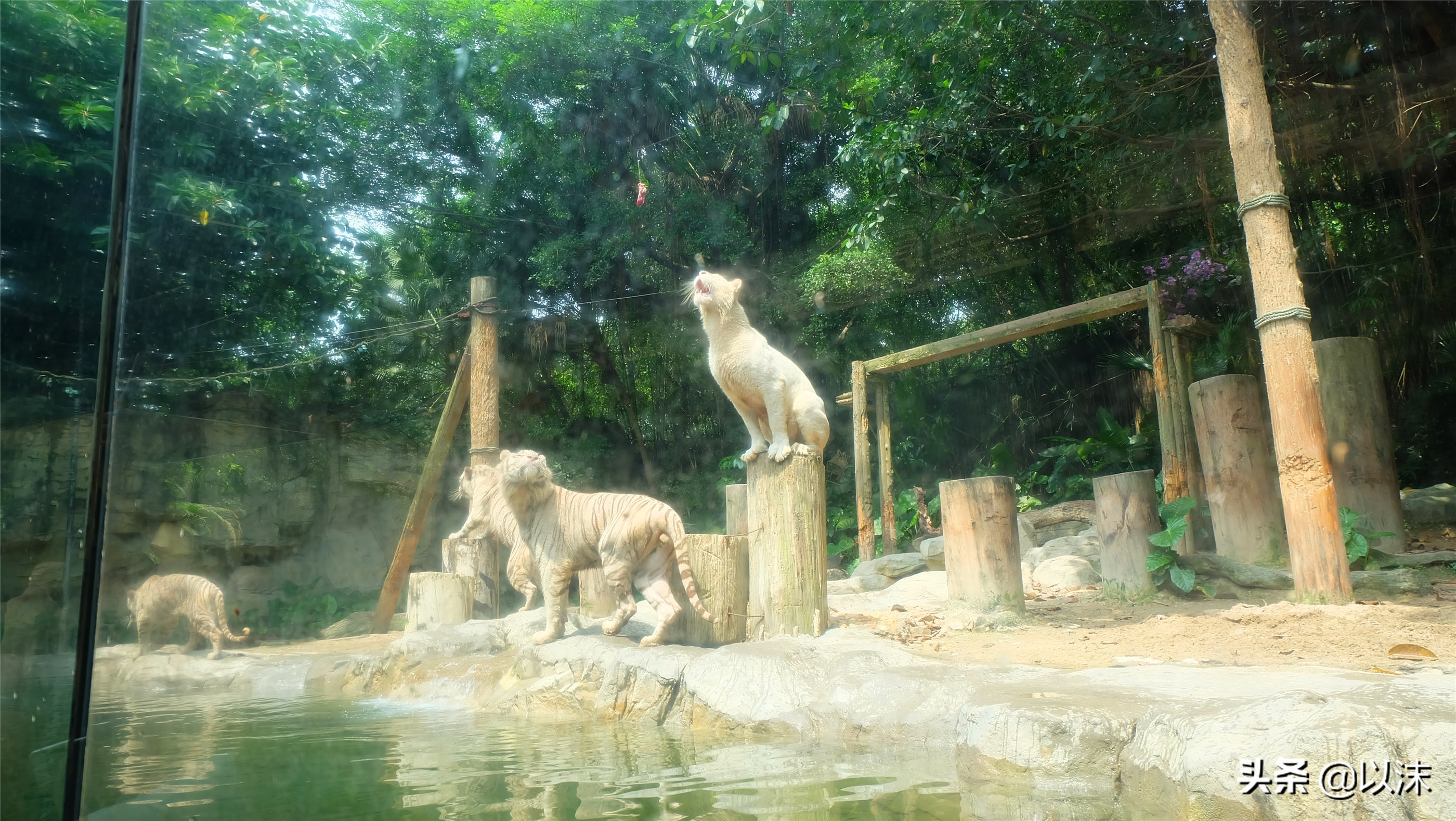 长隆野生动物世界游玩攻略,长隆野生动物世界带娃攻略