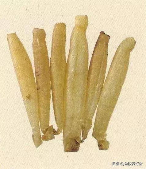 哪种鱼胶最好7种鱼胶的分类,鱼胶知识与食用方法