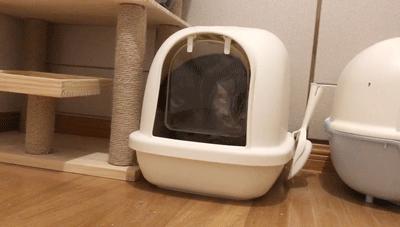 猫屎太臭事件,猫屎的来历