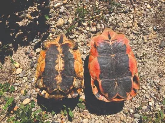 骄傲的乌龟,骄傲的乌龟图