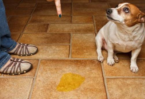 狗狗为什么爱舔主人的唾液,狗狗为什么爱舔自己的手脚