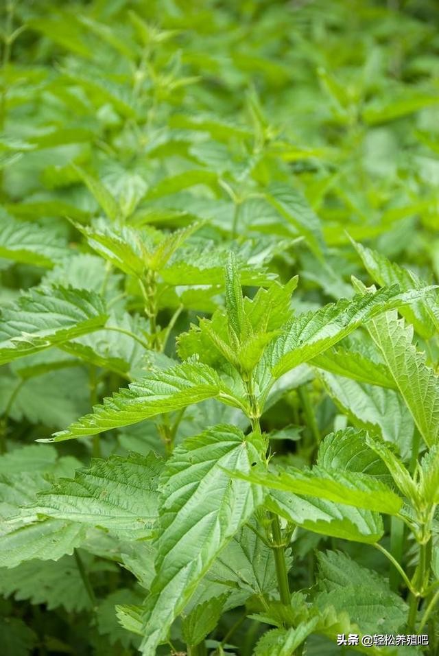 预防鸡呼吸道的中草药,荨麻草治皮肤疾病怎么用