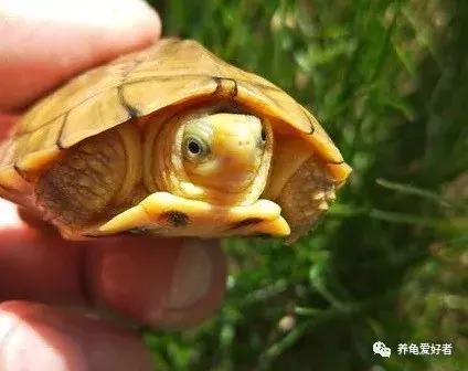 安缘龟苗冬天不冬眠不加温能养吗,龟苗加温一段时间想冬眠怎么办