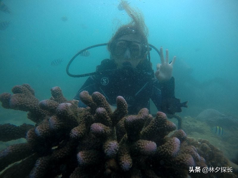 蜈支洲岛第一岛,海南潜水蜈支洲岛