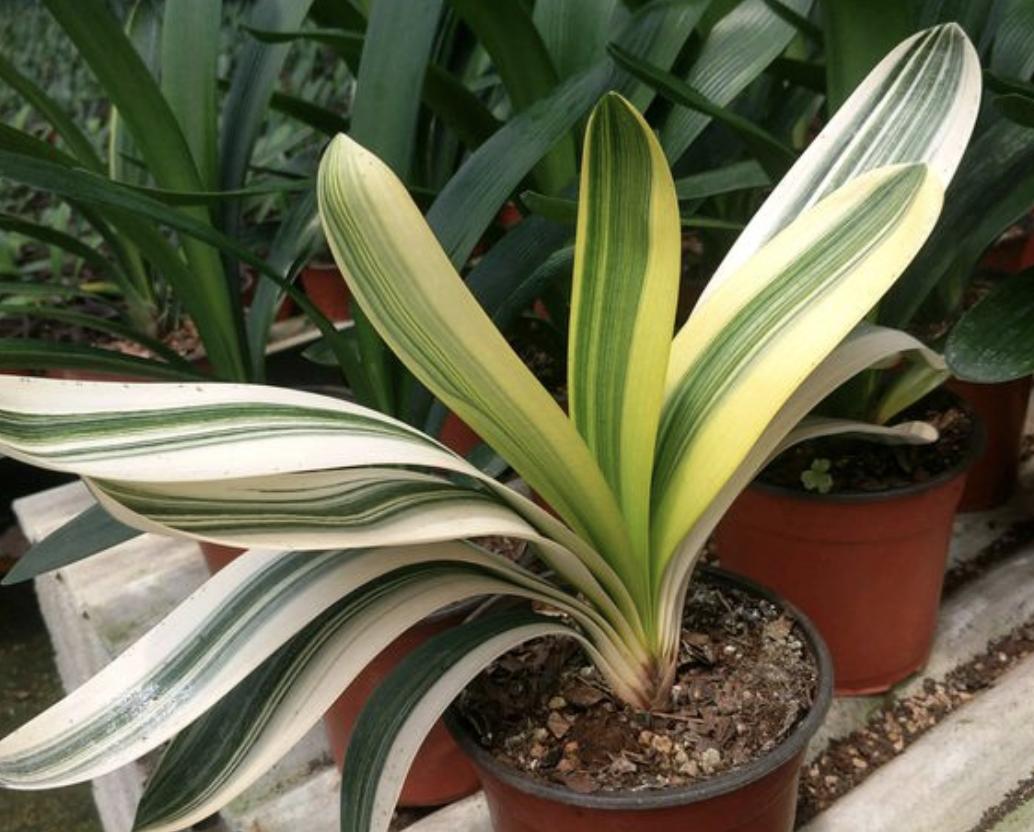 养君子兰叶亮开花多全靠4个诀窍,君子兰花头稀疏