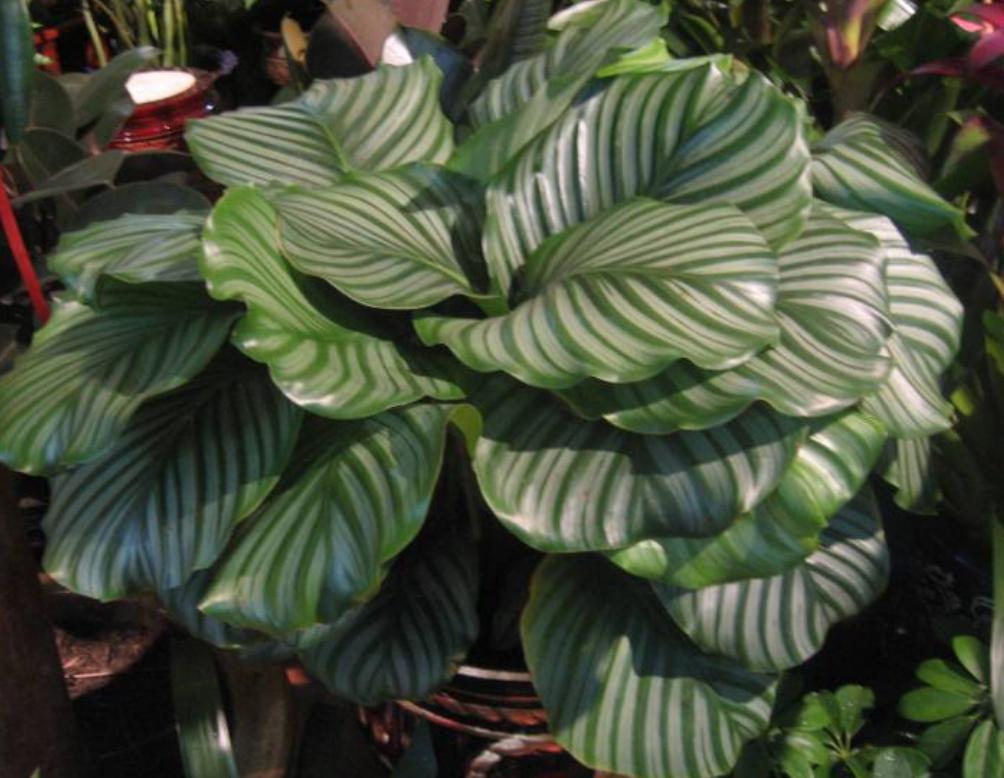 天热植物怎么浇水,七彩竹芋养护方法和注意事项