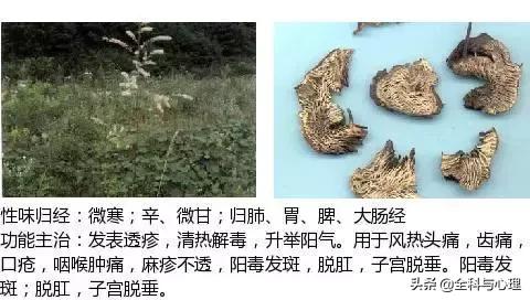 史上最全中草药图谱（附主治功效）（一）