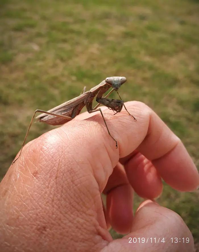 装死的螳螂,伤感的螳螂