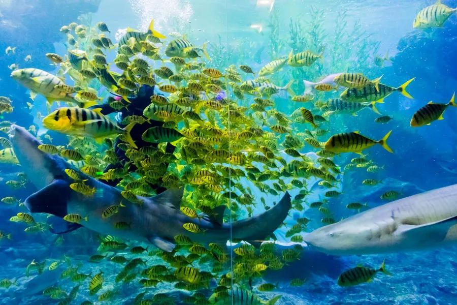 闈掑矝鏃呮父缃戠孩缇庨鎵撳崱鎺ㄨ崘,娴锋磱鍔ㄧ墿娴峰簳涓栫晫鎵撳崱