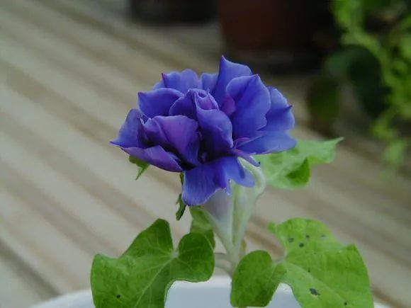 牵牛花到处游,牵牛花随便种