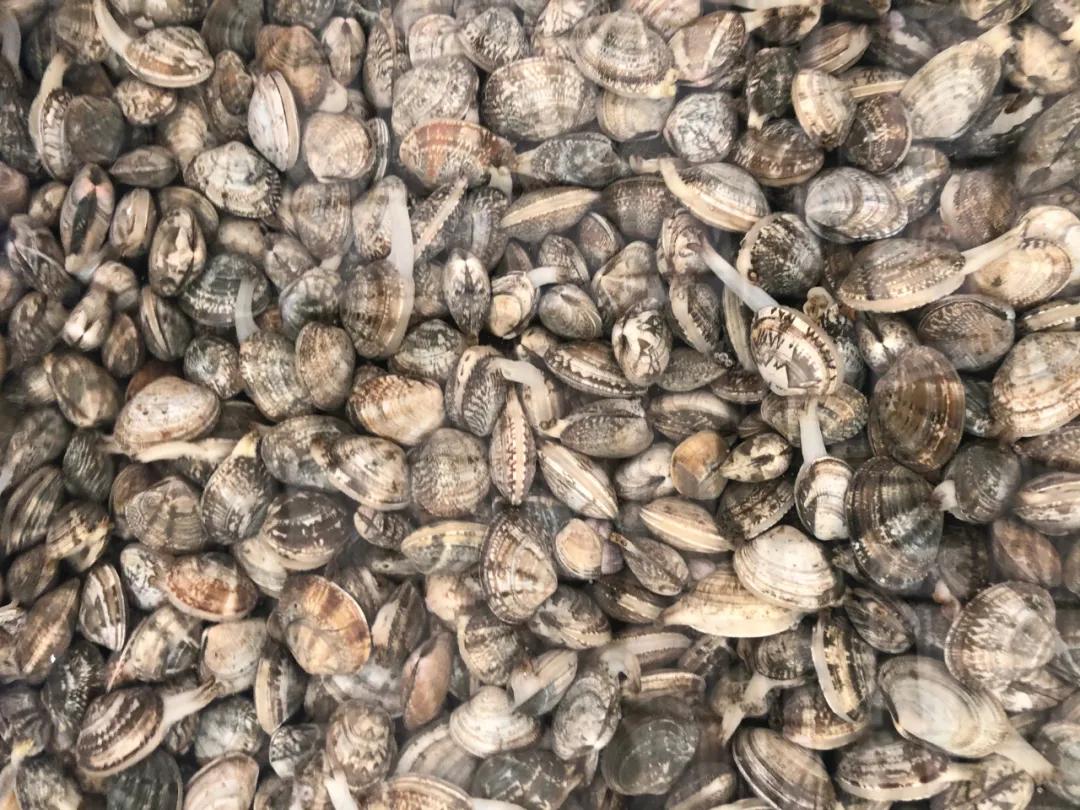 威海100元一斤的海鲜,六月份威海海鲜价格