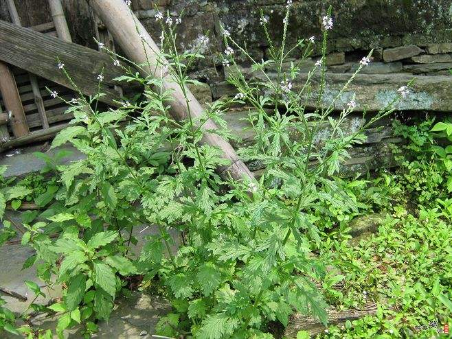 过去农村经常用这些野草来制作酒曲，八九十年代很常见