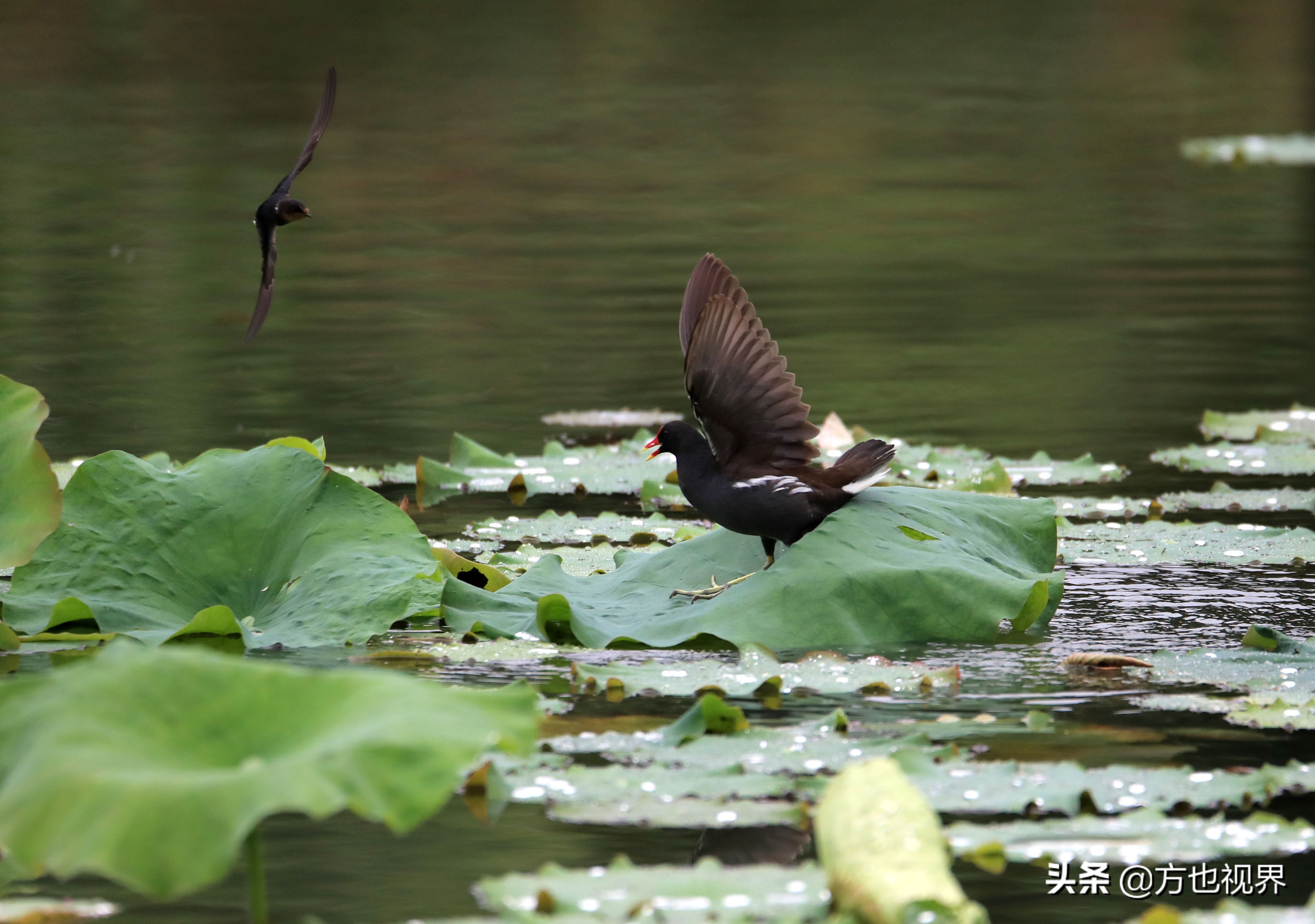 黄山盛夏荷花别样红视频,黄山夏天荷花