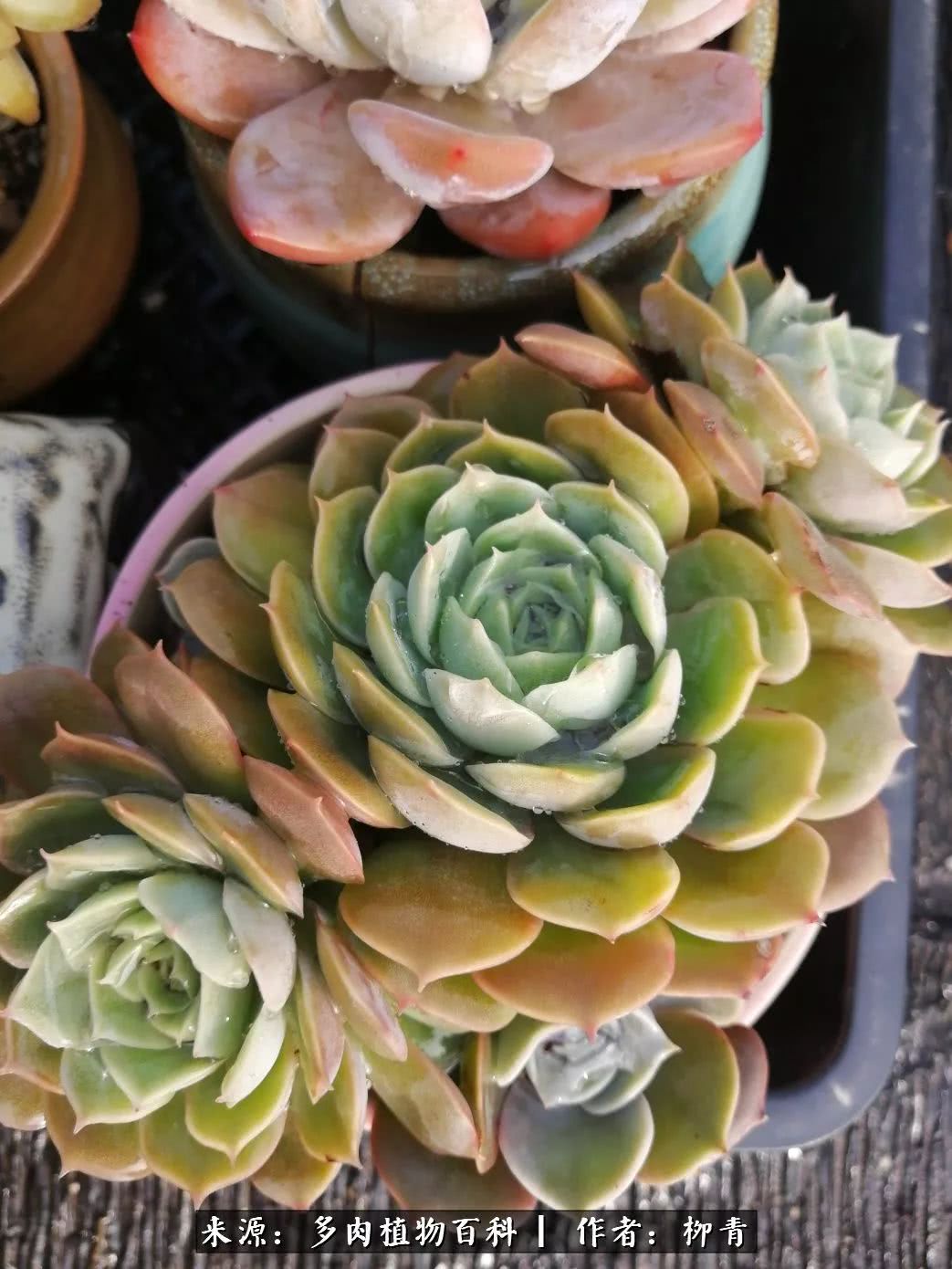 从入卡坑一个月到入卡坑三年,从入坑到现在所有品种开花图