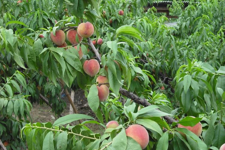 桃子得了穿孔病怎么治,桃子穿孔病要用什么农药来治