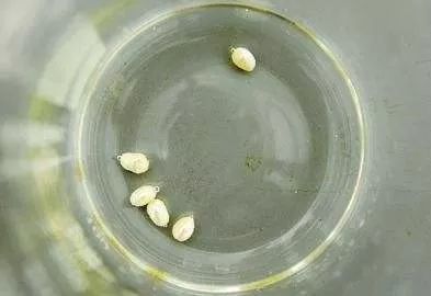 在户外挖到这样宝石千万别扔掉,不怕太阳暴晒的宝石