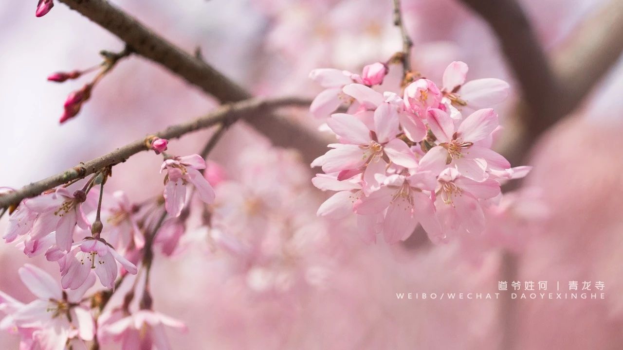 西安网红带来的启示,网红西安的介绍