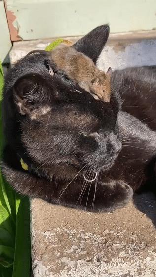 澳大利亚鼠灾泛滥引进猫,猫咪对抗鼠灾