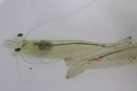 对虾黑鳃病用什么药,对虾最好的防治方案