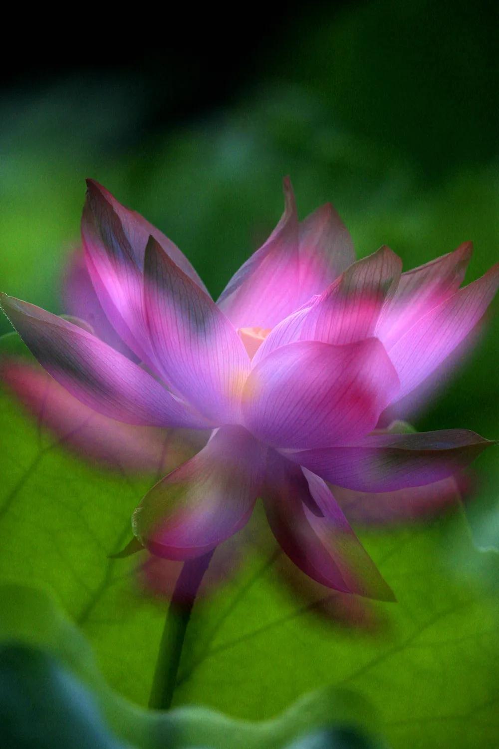 津门网金熙男：梦幻荷韵