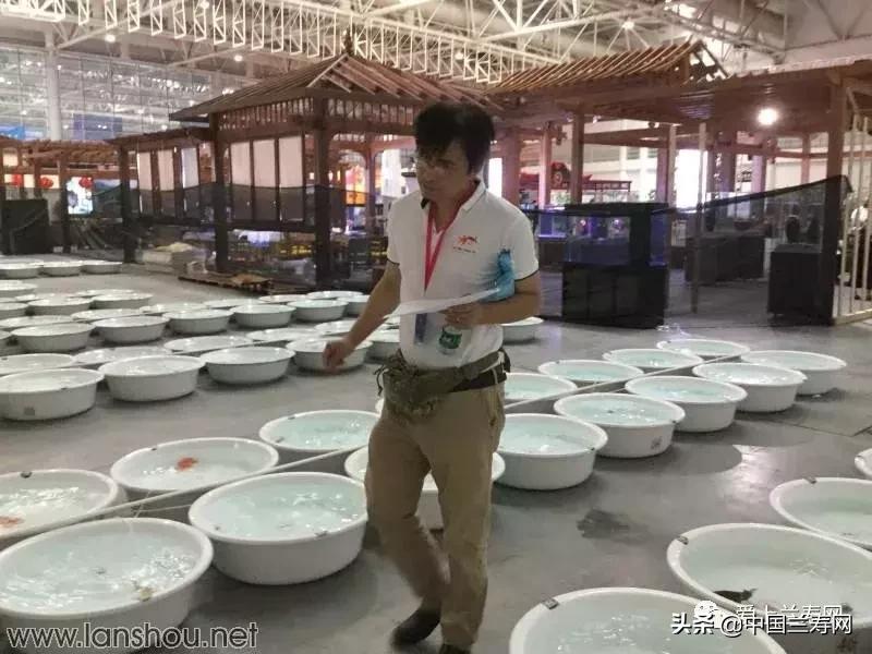 世界金鱼大赛在福州举行,2019中国世界金鱼大赛