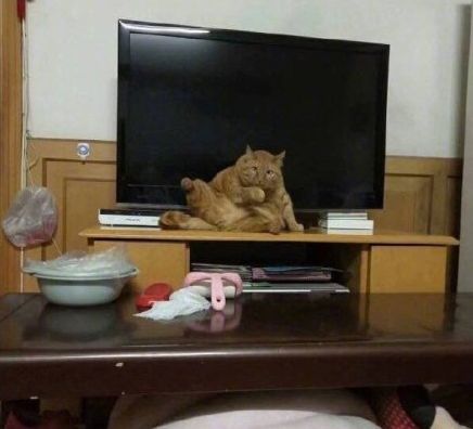 如何学会看猫咪的品相,成年猫咪如何看公母