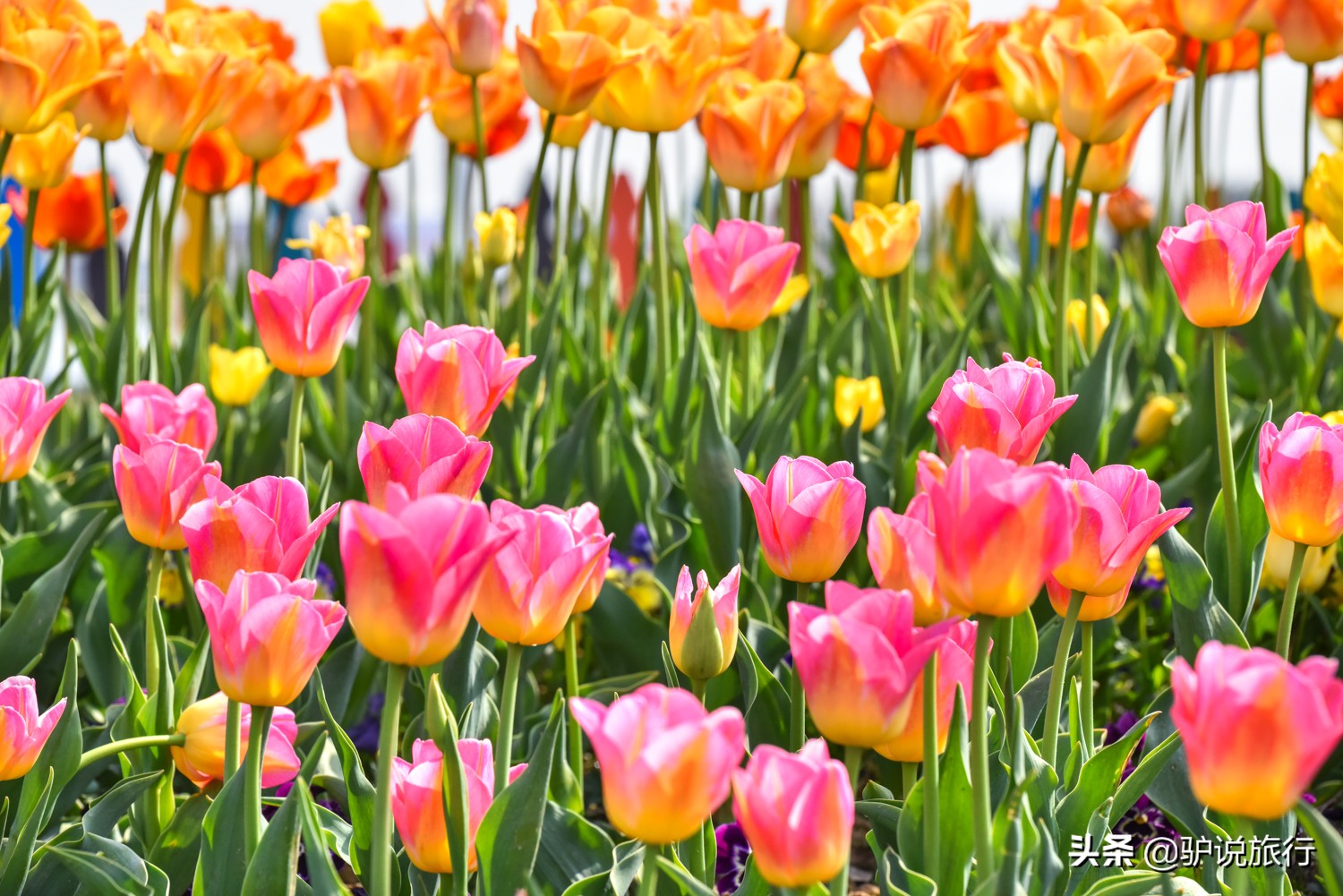 郁金香中国,中国郁金香第一花海