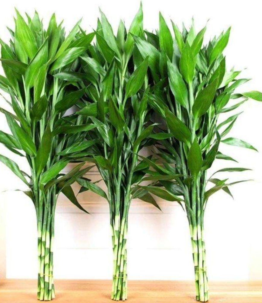 水培富贵竹黄叶怎么补救最佳方法,2个小药片让水培的富贵竹养20年