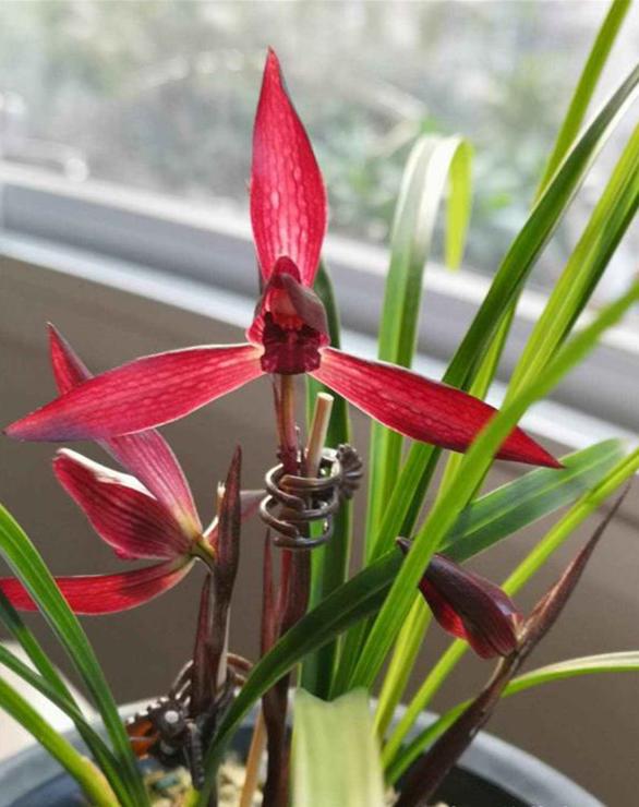 兰花品种大全莲瓣兰锦绣山河,最名贵十种兰花素兰