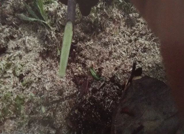 老龄苹果树改造有绝招,苹果树老树最新改造方案