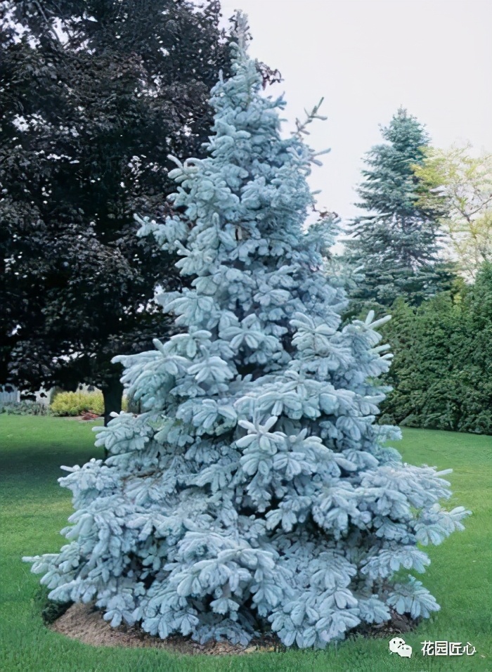 挪威云杉夏天怎么养,挪威云杉温和净肤