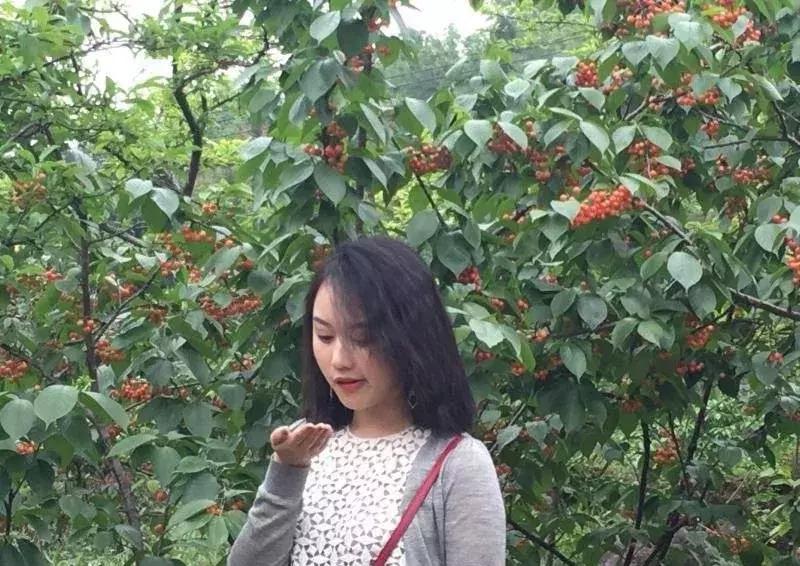 成都出发不到1h！3000多亩樱桃桑泡er随你摘，吃不饱算我输！