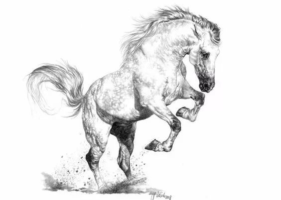 分享一套精美动物素描，值得收藏学习