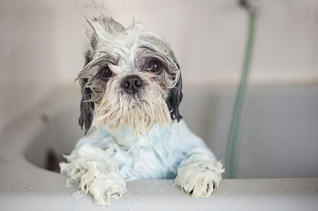 不要轻视跳蚤严重可致命！4招助爱犬不再痒