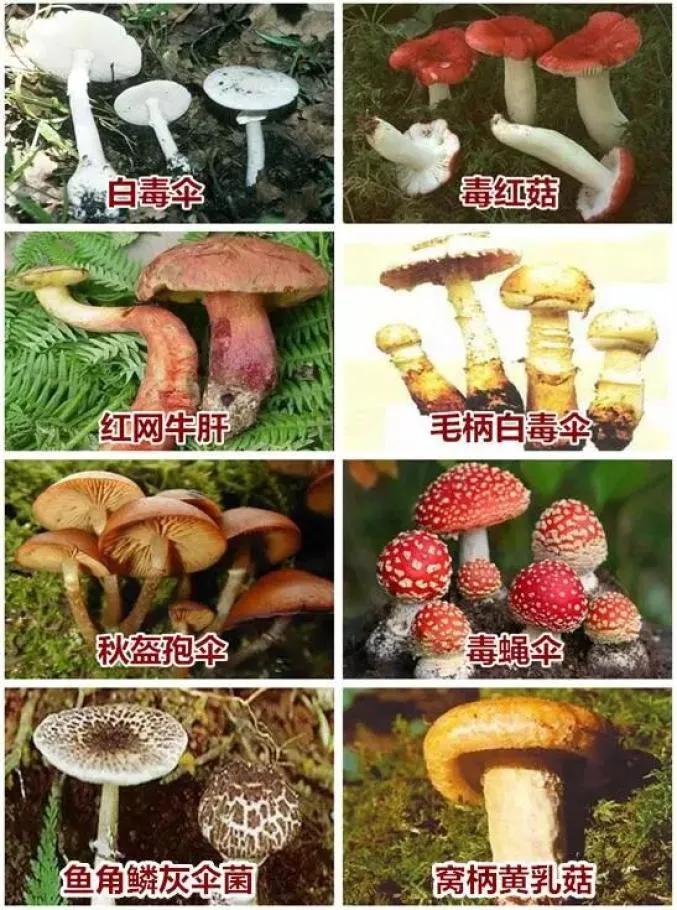 防食物中毒安全知识,吃菌的3个安全原则