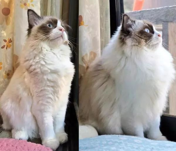 猫咪得了猫癣怎么治最有效,猫咪得了猫癣怎么治疗好得快一些