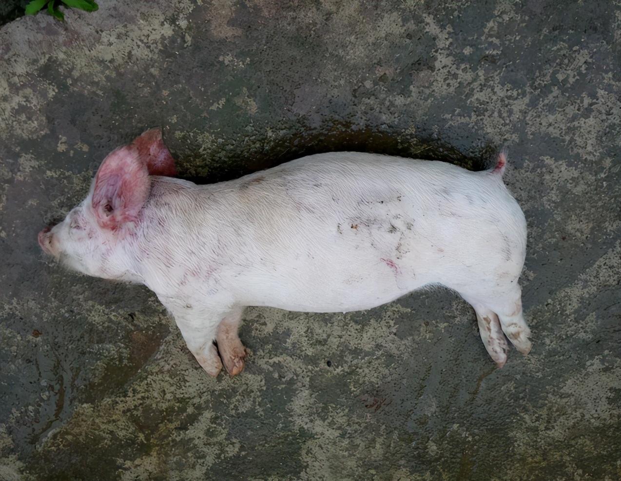 仔猪呕吐不食用什么药治,仔猪呕吐消瘦不吃