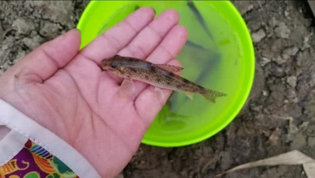 小杂鱼闹窝怎么搞,小杂鱼闹窝的最快解决方法