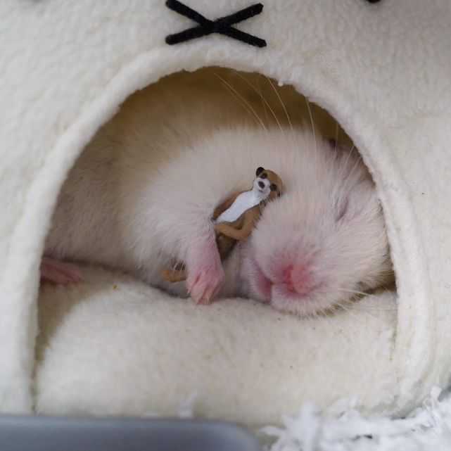 铲屎官给仓鼠吃东西,铲屎官把猫的孩子扔了