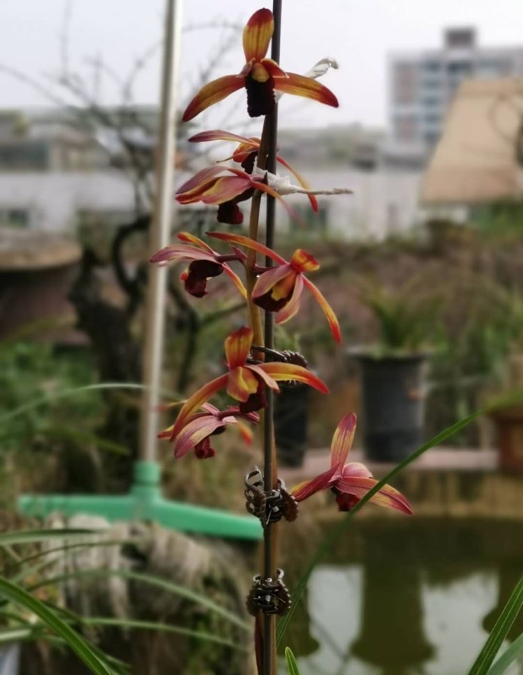 贵州蕙兰顶级花,贵州蕙兰珍稀品种