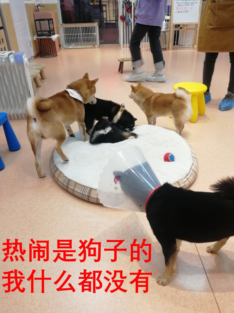 在三里屯体验网红狗咖｜求治愈遭狗子冷淡回应，顾客寥寥无几，我花89元看狗打架1小时