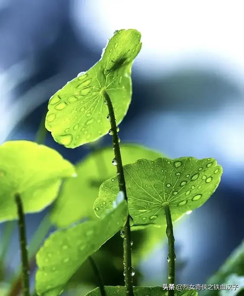 论网络舆论的利与弊,网络舆论利与弊辩论