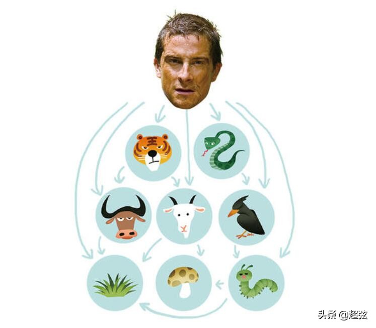 人类为什么智商高于其他动物,人类是食物链顶端动物吗