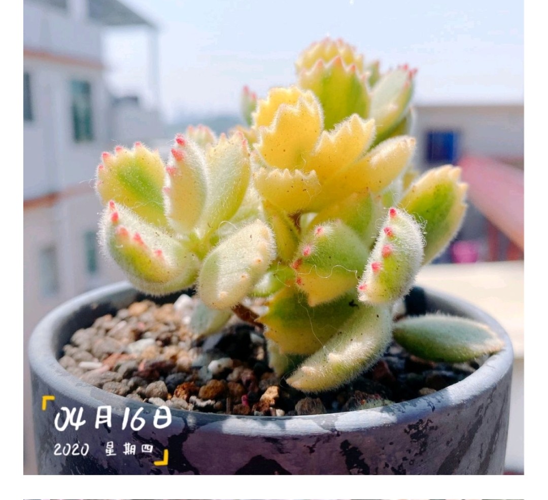 多肉爱长草怎么办,多肉爱火怎么养